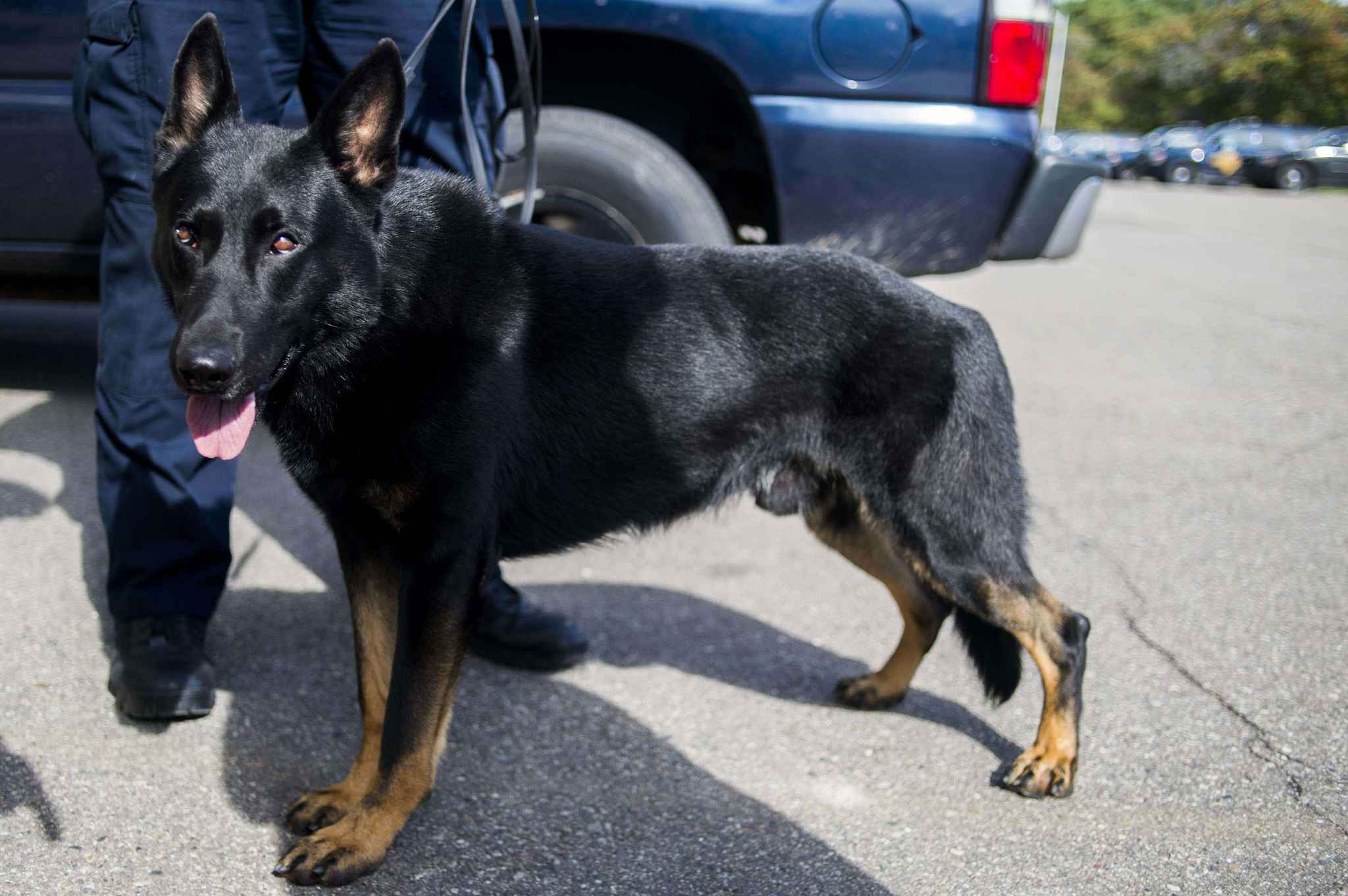 Canine Chien Policier Portant Badge Banque D'Images Et Photos Libres De Droits.