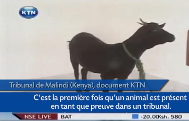 Capture d'écran du reportage de KTN sur le procès du violeur d'une chèvre au Kenya. Capture d'écran du reportage de KTN sur le procès du violeur d'une chèvre au Kenya.
