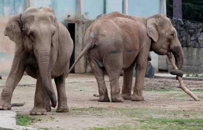 Baby et Népal, les deux éléphantes du Parc de la Tête d'Or à Lyon. Baby et Népal, les deux éléphantes du Parc de la Tête d'Or à Lyon.
