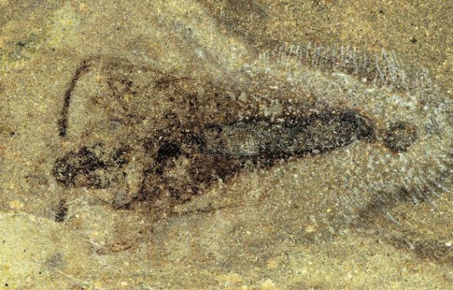 Un fossile d'insecte vieux de 365 millions d'années a été découvert par le Muséum national d'histoire naturelle en Belgique. Un fossile d'insecte vieux de 365 millions d'années a été découvert par le Muséum national d'histoire naturelle en Belgique.