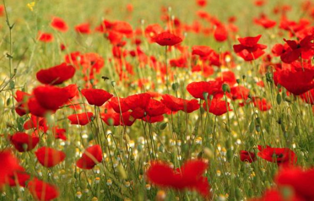Coquelicots, abeilles, pâquerettes...seront recensés dans les atlas de la biodiversité. Coquelicots, abeilles, pâquerettes...seront recensés dans les atlas de la biodiversité.