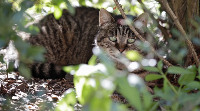 Stérilisation chat gratuite paris