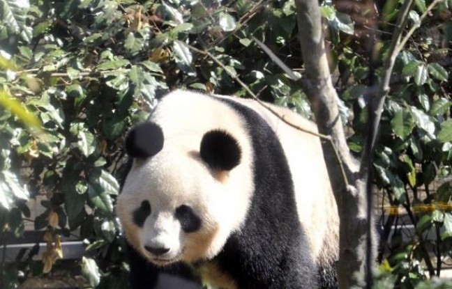 Les médias japonais étaient tout excités mardi après avoir appris qu'un panda géant du célèbre zoo du quartier d'Ueno à Tokyo présentait des signes de grossesse. Les médias japonais étaient tout excités mardi après avoir appris qu'un panda géant du célèbre zoo du quartier d'Ueno à Tokyo présentait des signes de grossesse.