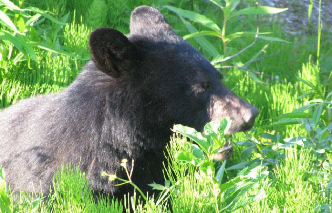 Un ours noir photographié en Alaska. Un ours noir photographié en Alaska.