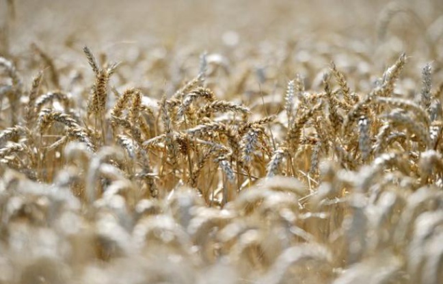 Après l'envolée des cours des céréales sur les marchés internationaux, les associations de consommateurs craignent une hausse des prix dans les supermarchés souhaitée par les fournisseurs mais les distributeurs se veulent rassurants. Après l'envolée des cours des céréales sur les marchés internationaux, les associations de consommateurs craignent une hausse des prix dans les supermarchés souhaitée par les fournisseurs mais les distributeurs se veulent rassurants.
