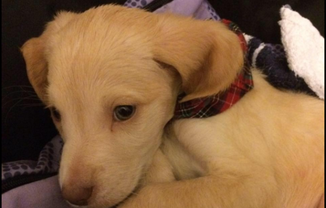 Lucky, le petit chien acheté sur Le Bon Coin, est décédé lundi 28 décembre. Lucky, le petit chien acheté sur Le Bon Coin, est décédé lundi 28 décembre.