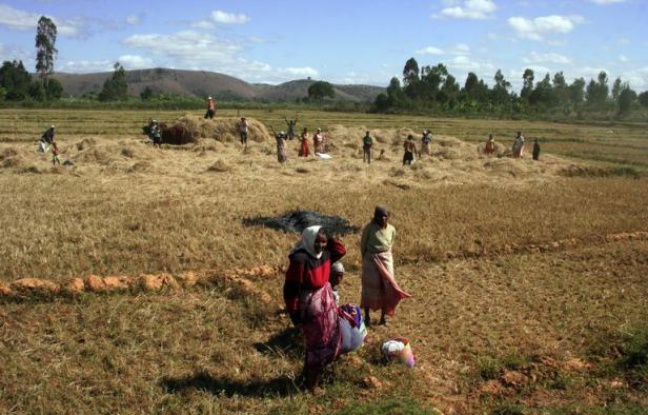 La course aux surfaces agricoles en Afrique, achetées ou louées pour produire du biocarburant pour les Occidentaux ou nourrir l'Asie, est une bombe à retardement sur un continent qui ne mange pas partout à sa faim. La course aux surfaces agricoles en Afrique, achetées ou louées pour produire du biocarburant pour les Occidentaux ou nourrir l'Asie, est une bombe à retardement sur un continent qui ne mange pas partout à sa faim.