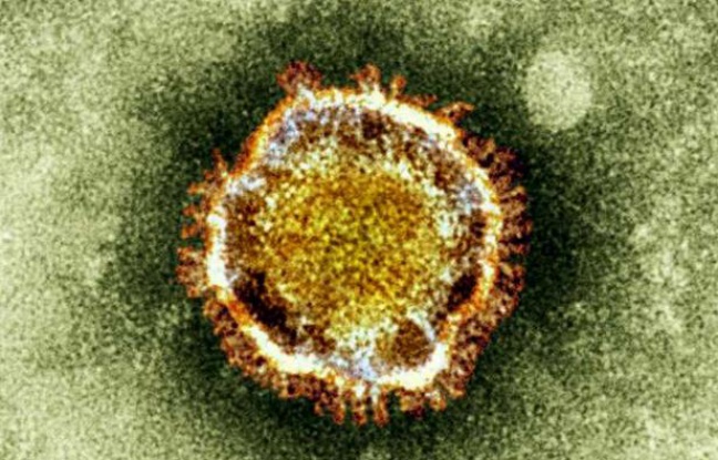 Le coronavirus Le coronavirus