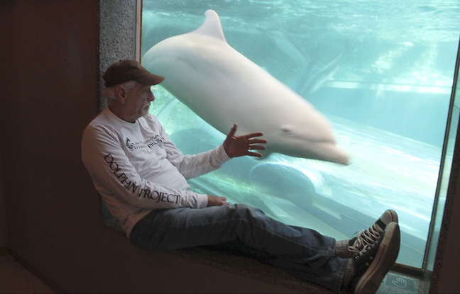 Ric O'Barry au musée de la Baleine de Taiji, au Japon, le 16 septembre 2015. Ric O'Barry au musée de la Baleine de Taiji, au Japon, le 16 septembre 2015.