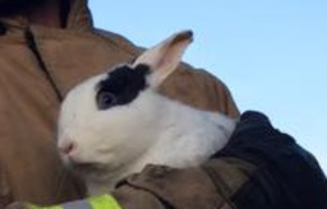 Le lapin volant va pouvoir se remettre de ses émotions. Le lapin volant va pouvoir se remettre de ses émotions.