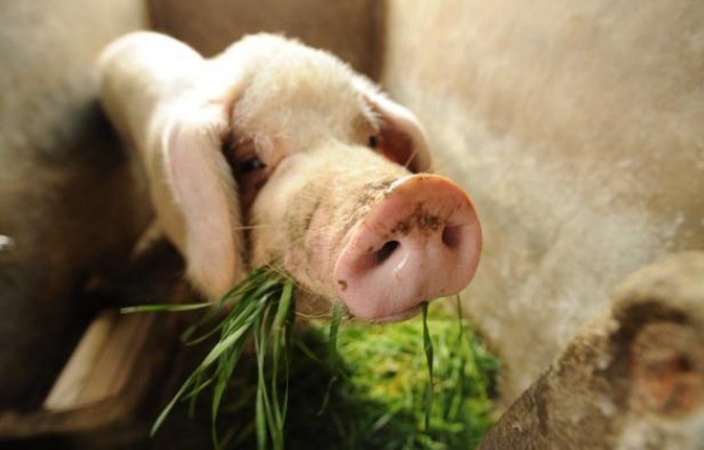 Des responsables de la santé et la police enquêtaient mercredi sur la mort mystérieuse de plusieurs centaines de porcs et de chiens à Yanshi, dans le centre de la Chine, ont déclaré les autorités. Des responsables de la santé et la police enquêtaient mercredi sur la mort mystérieuse de plusieurs centaines de porcs et de chiens à Yanshi, dans le centre de la Chine, ont déclaré les autorités.