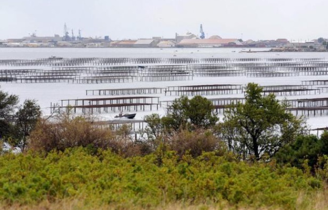 La préfecture de l'Hérault a annoncé vendredi avoir suspendu provisoirement la récolte et la commercialisation des huîtres et des moules en provenance de l'étang de Thau en raison "des résultats d'analyses microbiologiques supérieurs à la norme autorisée". La préfecture de l'Hérault a annoncé vendredi avoir suspendu provisoirement la récolte et la commercialisation des huîtres et des moules en provenance de l'étang de Thau en raison "des résultats d'analyses microbiologiques supérieurs à la norme autorisée".