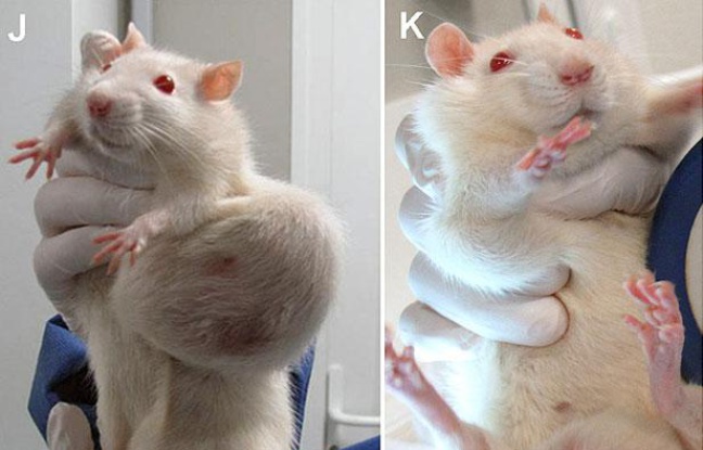Les rats utilisés lors de l'étude, parue dans la Revue internationale «Food and Chemical Toxicology», montraient d'importantes tumeurs Les rats utilisés lors de l'étude, parue dans la Revue internationale «Food and Chemical Toxicology», montraient d'importantes tumeurs