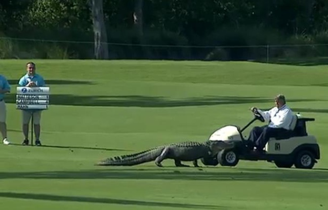 Capture d'écran d'un alligator s'invitant sur un green de golf en plein tournoi à la Nouvelle-Orléans. Capture d'écran d'un alligator s'invitant sur un green de golf en plein tournoi à la Nouvelle-Orléans.