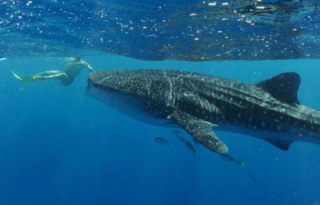 Un nageur s'approche d'un requin baleine, le 3 avril 2012, sur la côte ouest de l'Australie. Un nageur s'approche d'un requin baleine, le 3 avril 2012, sur la côte ouest de l'Australie.