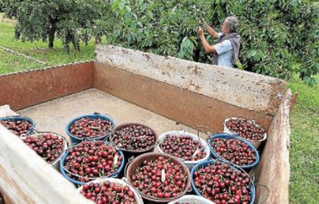 Les producteurs de Bessenay ont vu leurs ventes s'effondrer cette année. Les producteurs de Bessenay ont vu leurs ventes s'effondrer cette année.