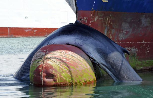 Une baleine est entrée en collision avec un cargo le 2 juin et est arrivée dans le port de Marseille. Une baleine est entrée en collision avec un cargo le 2 juin et est arrivée dans le port de Marseille.