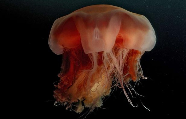Une méduse Aurelia aurita de l'Atlantique. Elle a un gros corps mais des tentacules assez courts et est donc peu urticante. Une méduse Aurelia aurita de l'Atlantique. Elle a un gros corps mais des tentacules assez courts et est donc peu urticante.