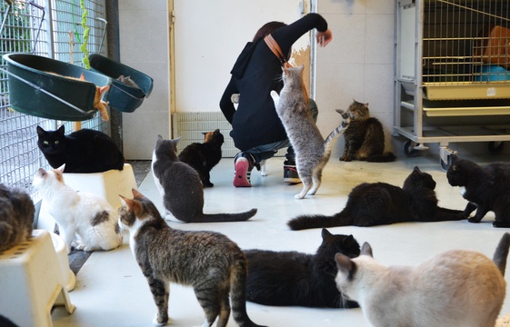 montpellier face a une surpopulation de chats la spa lance un appel a l adoption