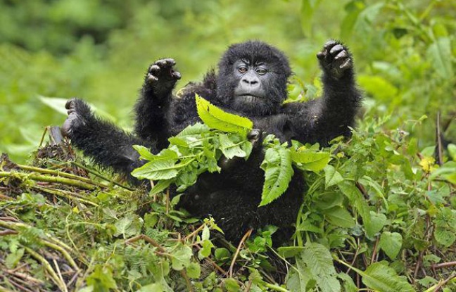 Un gorille des montagnes, dans le parc de Virunga, au Congo. Un gorille des montagnes, dans le parc de Virunga, au Congo.
