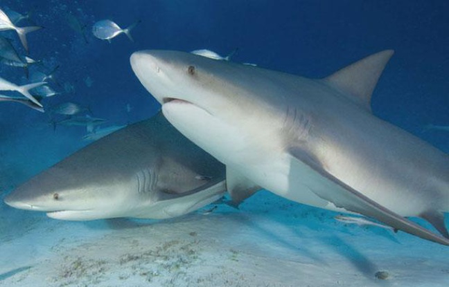 Deux requins bouledogues au large du Mexique Deux requins bouledogues au large du Mexique