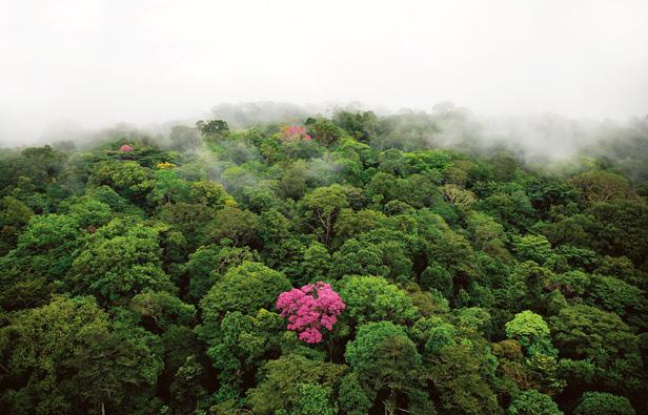 Une forêt vue du ciel. Une forêt vue du ciel.