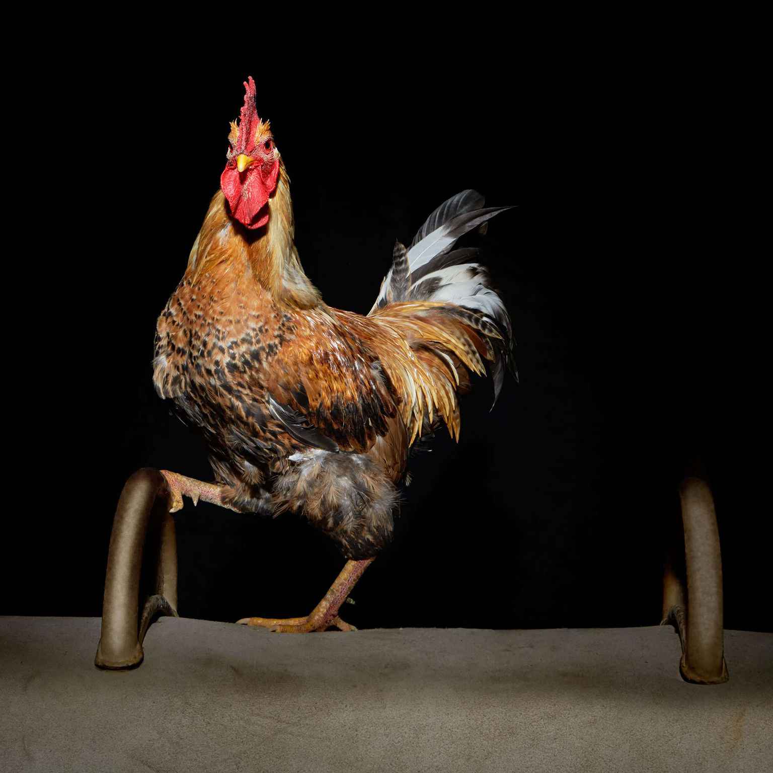 Le coq Elvis chantait trop fort, il a été tué Le coq Elvis chantait trop fort, il a été tué