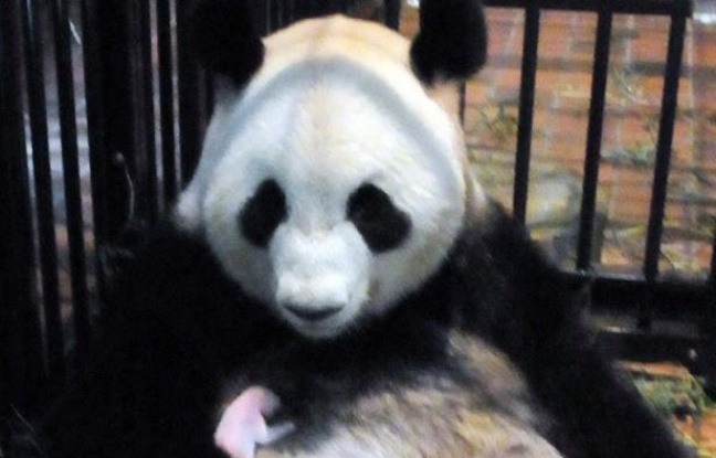 Un bébé panda géant est mort mercredi, a annoncé le zoo de Tokyo où il était né la semaine dernière. Le zoo de Ueno (centre de Tokyo) a expliqué que le petit était décédé d'une pneumonie. Un bébé panda géant est mort mercredi, a annoncé le zoo de Tokyo où il était né la semaine dernière. Le zoo de Ueno (centre de Tokyo) a expliqué que le petit était décédé d'une pneumonie.