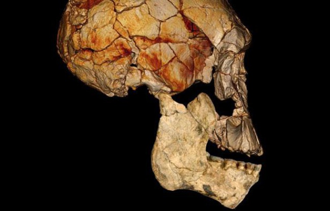 Image fournie par National Geographic et «Nature», montrant une reconstruction informatique du crâne KNM-ER 1470. Image fournie par National Geographic et «Nature», montrant une reconstruction informatique du crâne KNM-ER 1470.