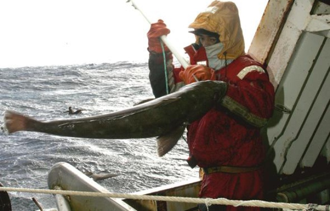 Les quotas de pêche à la légine devraient être réhaussés d'icideux à trois ans Les quotas de pêche à la légine devraient être réhaussés d'icideux à trois ans