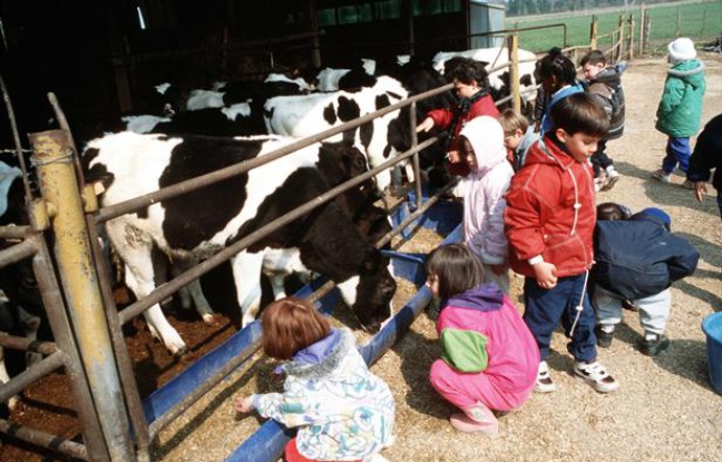 Groupe d'enfants visitant une ferme pedagogique dans la Sarthe. Groupe d'enfants visitant une ferme pedagogique dans la Sarthe.