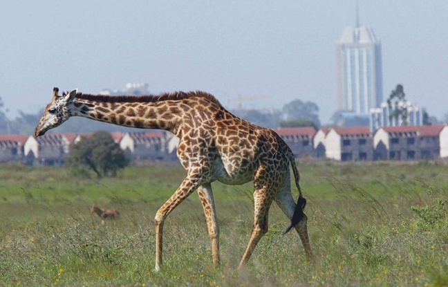 Une girafe dans le parc national de Nairobi, aux abords de la capitale kenyanne.