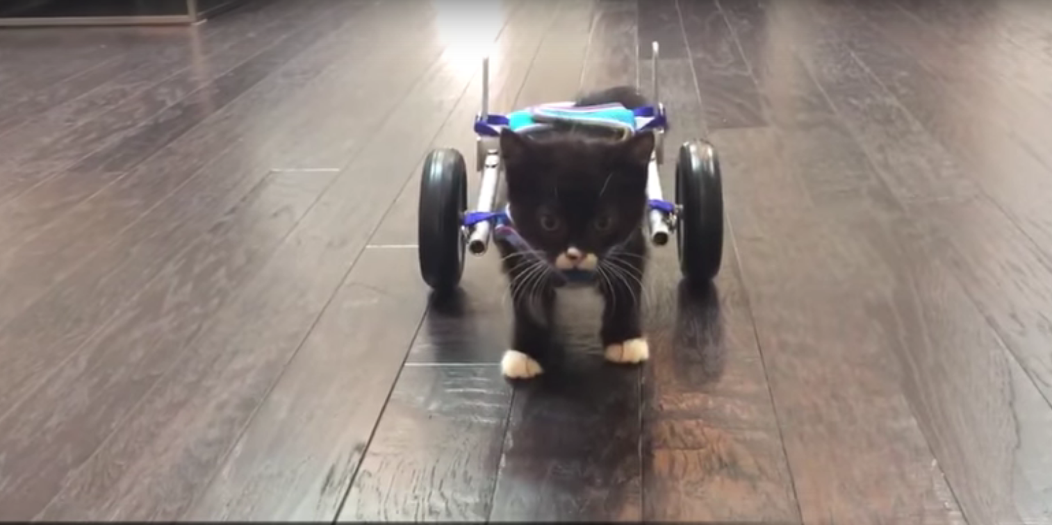 VIDEO. Un chaton amputé des pattes arrière se déplace sur des roulettes