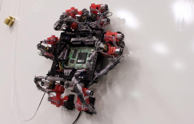Le robot-gecko Abigaille. Le robot-gecko Abigaille.