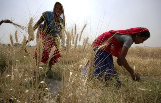 Récolte de blé en Inde, en mars 2009. Récolte de blé en Inde, en mars 2009.