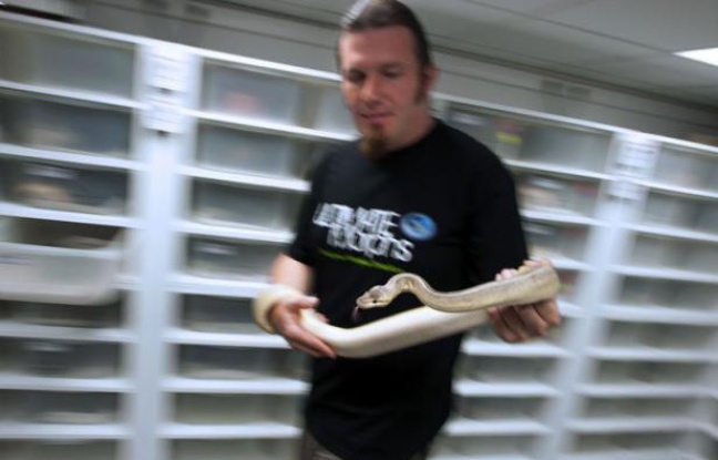 Pas de vin ni d'outils de jardin dans le sous-sol du pavillon de Sylvain Fauchoix, en Seine-et-Marne: ce salarié de la SNCF y bichonne 80 pythons royaux et des oeufs en train d'éclore, expliquant sa passion avec un serpent d'1,5 mètre dans les bras. Pas de vin ni d'outils de jardin dans le sous-sol du pavillon de Sylvain Fauchoix, en Seine-et-Marne: ce salarié de la SNCF y bichonne 80 pythons royaux et des oeufs en train d'éclore, expliquant sa passion avec un serpent d'1,5 mètre dans les bras.