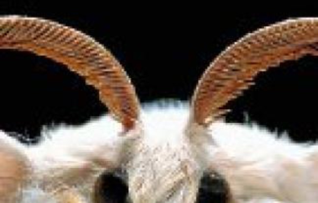 Le papillon dit bombyx du mûrier. Le papillon dit bombyx du mûrier.