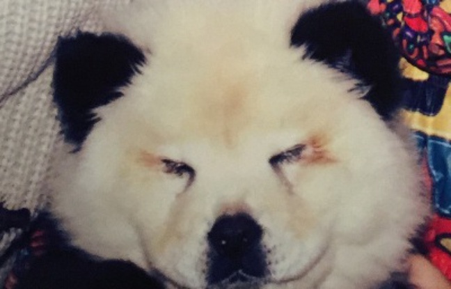 Un chien transformé en panda par un cirque italien. Un chien transformé en panda par un cirque italien.