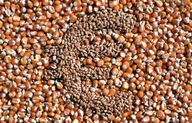 Un euro représenté avec des grains de maïs et de blé. Un euro représenté avec des grains de maïs et de blé.