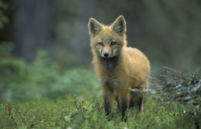 Un jeune renard. Un jeune renard.