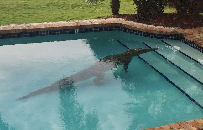 Le propriétaire d'une luxueuse villa en Floride a trouvé à son réveil un crocodile de 2,40 mètres dans sa piscine. Le propriétaire d'une luxueuse villa en Floride a trouvé à son réveil un crocodile de 2,40 mètres dans sa piscine.