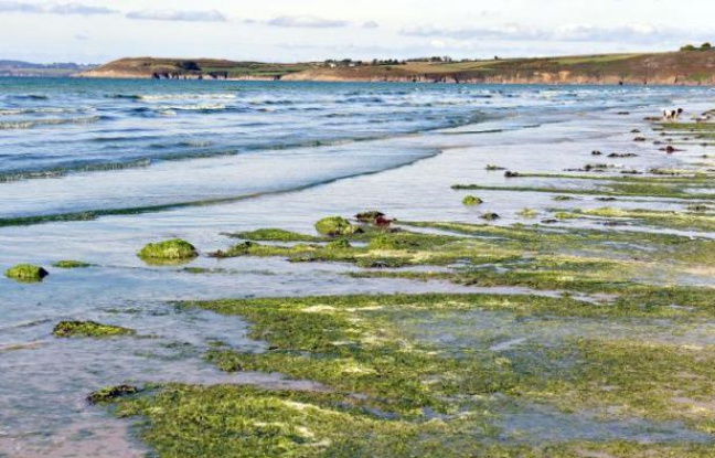 Des algues vertes sur la plage de Plonevez-Porzay, en Bretagne, en 2010 Des algues vertes sur la plage de Plonevez-Porzay, en Bretagne, en 2010