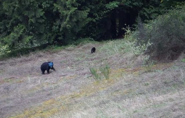 Capture d'écran de la vidéo d'Aaron Smith, montrant une ourse avec la tête bleue. Capture d'écran de la vidéo d'Aaron Smith, montrant une ourse avec la tête bleue.