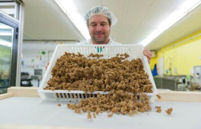 Un employé de l'usine "L'Atelier à pâtes" montre des pâtes fabriquées à base d'insectes, le 8 février 2016 à Thiéfosse (Vosges) Un employé de l'usine "L'Atelier à pâtes" montre des pâtes fabriquées à base d'insectes, le 8 février 2016 à Thiéfosse (Vosges)