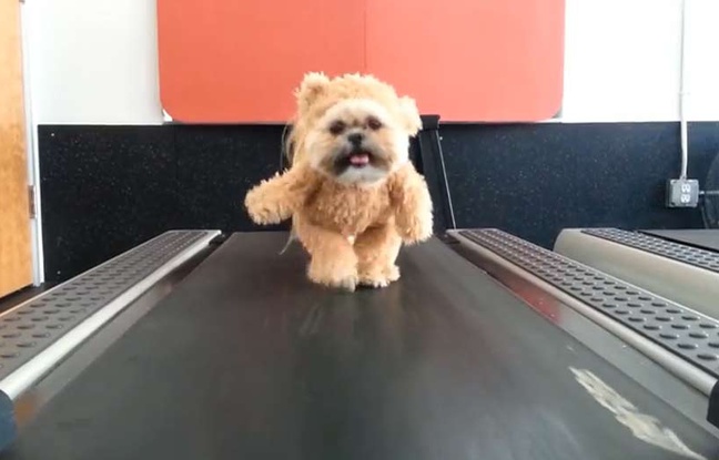 munchkin the shih tzu munchkin le 171 lol 187 mi shih tzu mi teddy munchkin the shih tzu munchkin le 171 lol 187 mi shih tzu mi teddy