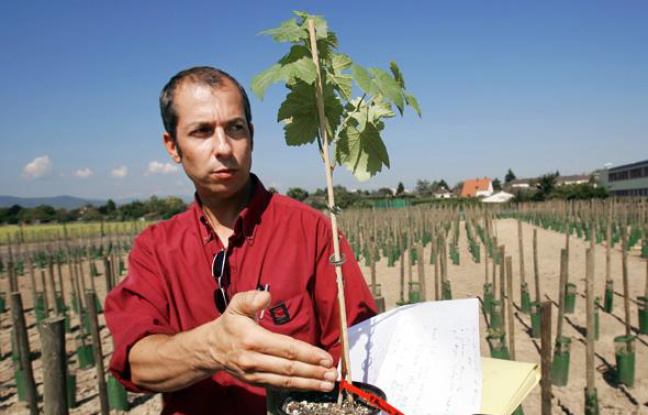 Olivier Lemaire, chercheur biologiste de l'INRA de Colmar présente, le 07 septembre 2005, un plan de vigne génétiquement modifié. Olivier Lemaire, chercheur biologiste de l'INRA de Colmar présente, le 07 septembre 2005, un plan de vigne génétiquement modifié.