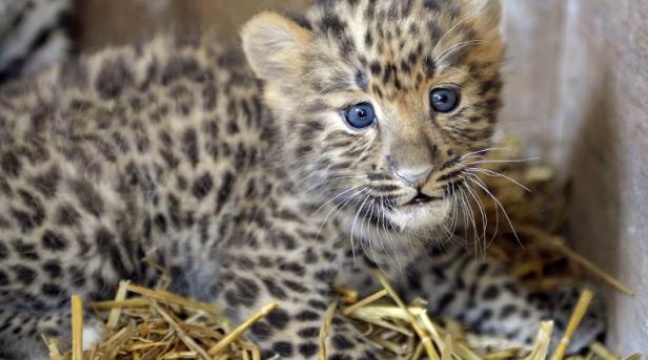 Planete Animal Les Jeux De L'amour La panthère de l'Amour, grande gagnante 2013 de la protection des espèces