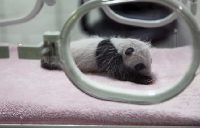 Un bébé panda âgé de deux semaines, au centre de Chengdu en Chine, le 15 septembre 2009. Un bébé panda âgé de deux semaines, au centre de Chengdu en Chine, le 15 septembre 2009.