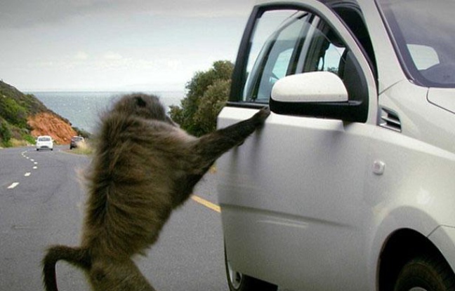 Un babouin tente de pénétrer dans une voiture de touriste, près du Cap (Afrique du Sud), en 2010. Un babouin tente de pénétrer dans une voiture de touriste, près du Cap (Afrique du Sud), en 2010.