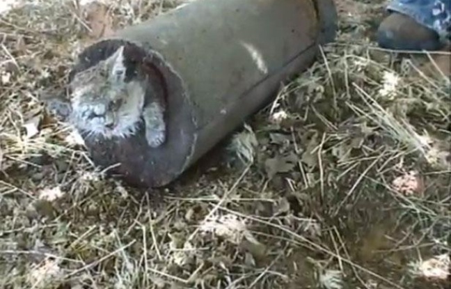 Une vidéo publiée sur Internet le 1er juillet 2012 montre un chat, retrouvé coulé dans du béton en Arizona Une vidéo publiée sur Internet le 1er juillet 2012 montre un chat, retrouvé coulé dans du béton en Arizona